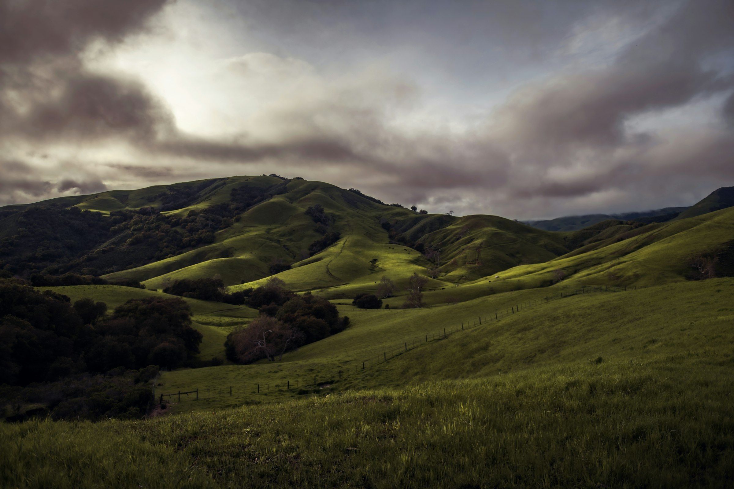 Estate vineyard rows on a golden Paso Robles hillside with a valley oak in the foreground